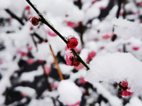 雪中腊梅