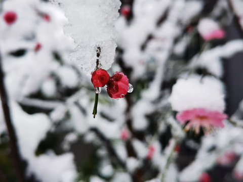 雪中腊梅