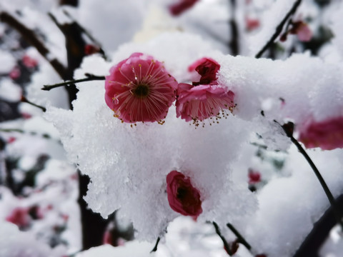 雪中腊梅