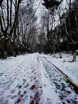 江南春雪