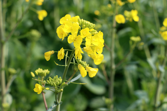 油菜花