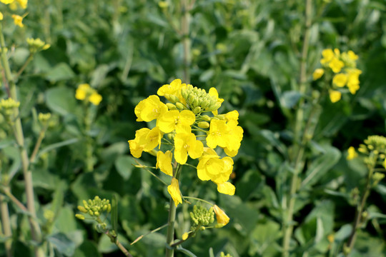 油菜花