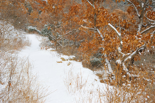 森林小路白雪