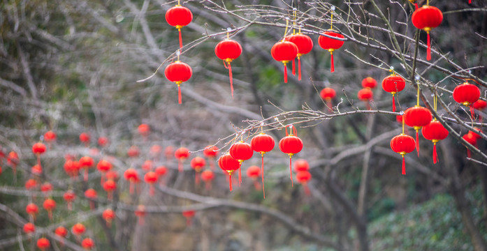 树上挂的红灯笼