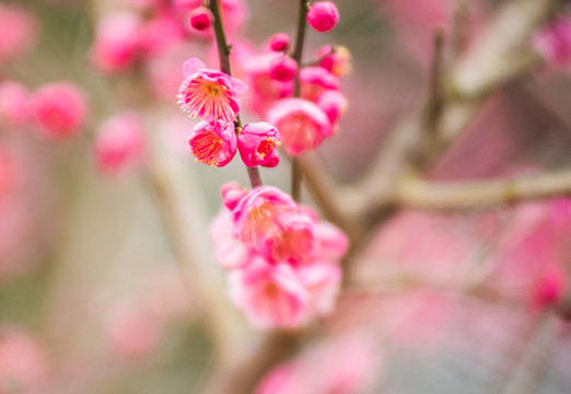 梅花特写