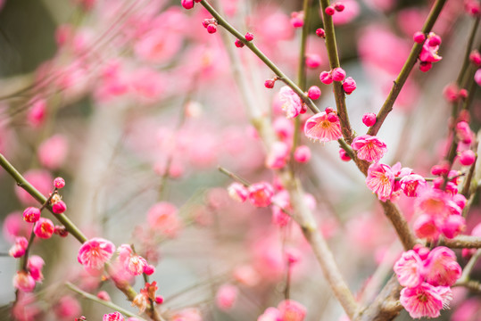 梅花特写