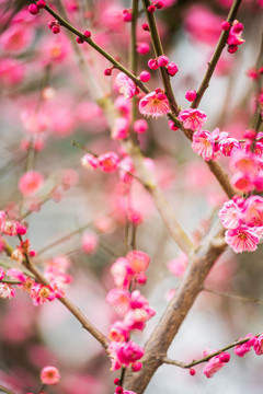 梅花特写