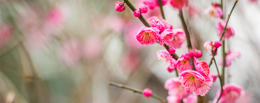 梅花特写