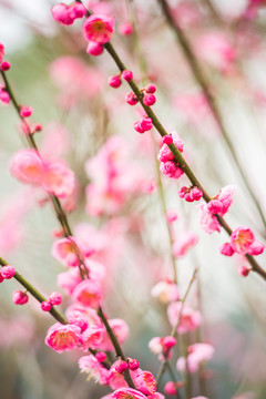 梅花特写