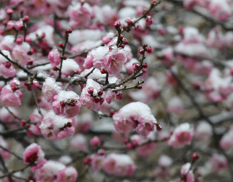 梅花雪