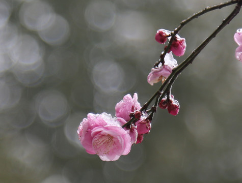 梅花雪