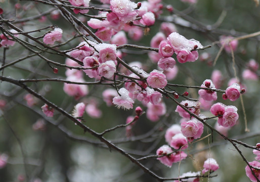 梅花雪