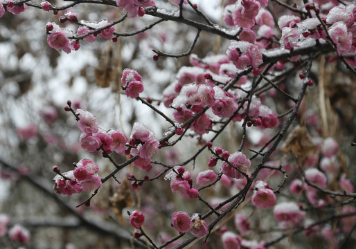 梅花雪