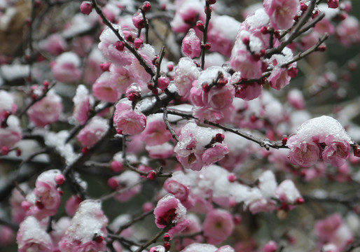 梅花雪