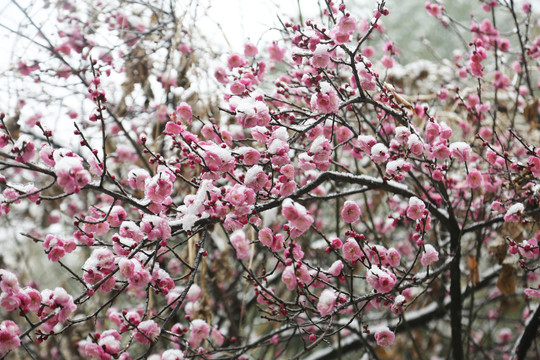 梅花雪