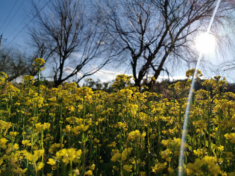 金黄色菜花