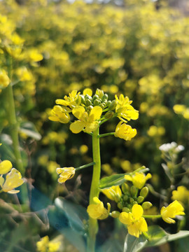 金黄色菜花