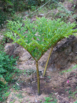 天南星科植物花魔芋