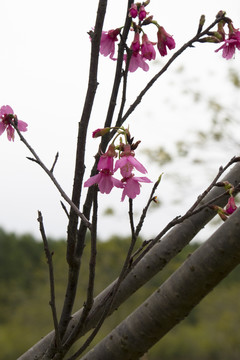 钟花樱特写