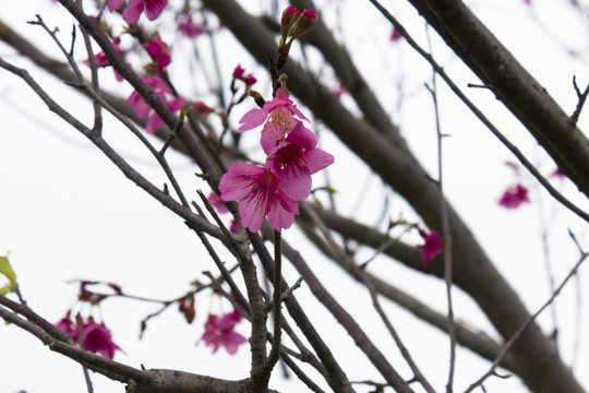 粉红色的樱花特写