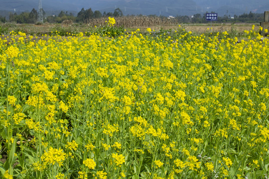 油菜花