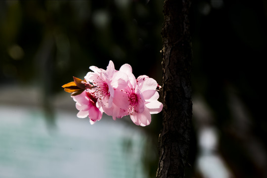 梅花特写