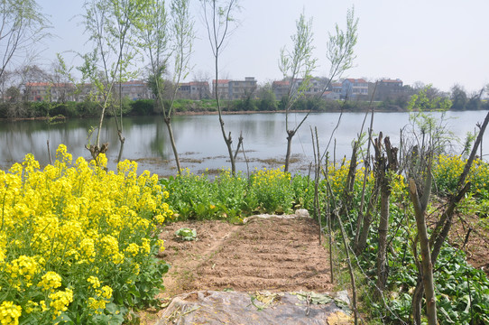 油菜花