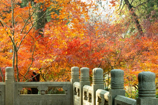 栖霞山枫叶