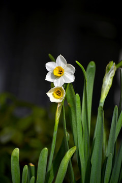 水仙花