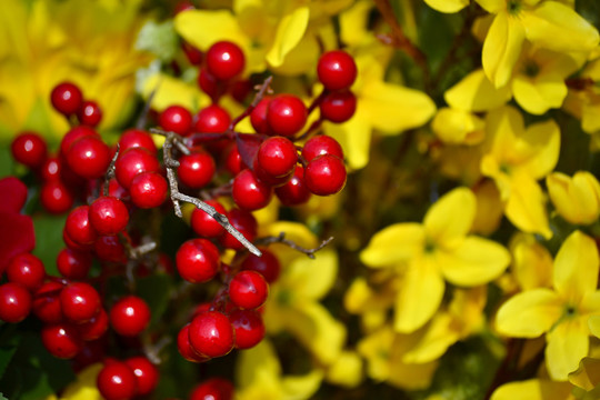 塑料花