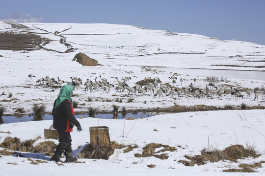 黑颈鹤雪地大海子湿地