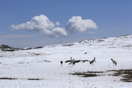 昭通大山包雪地蓝天白云黑颈鹤