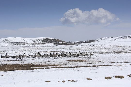 昭通大山包蓝天雪山自然风光