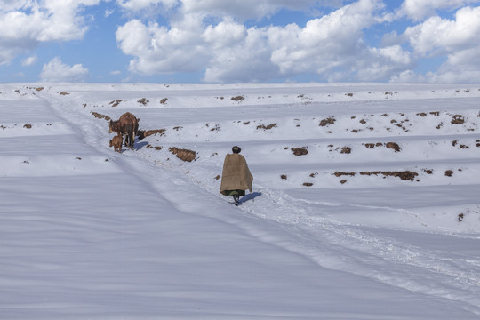 蓝天白云雪山黄牛自然风光