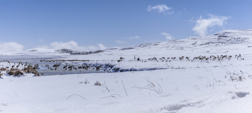 昭通大山包蓝天白云湖泊雪山