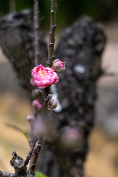 梅花