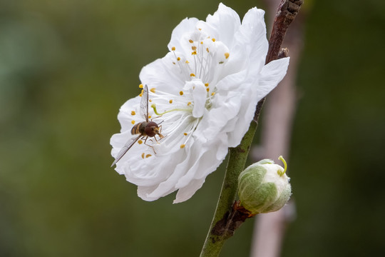 白梅花