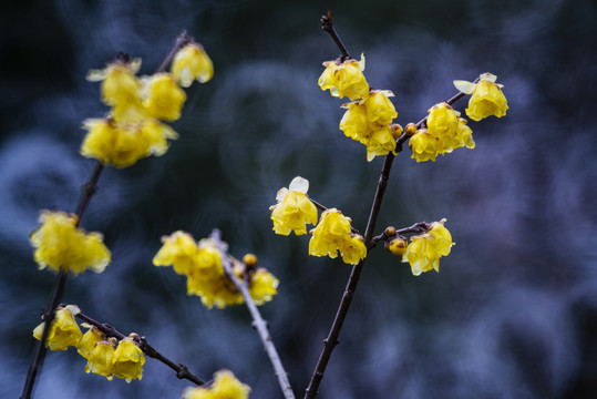 花卉腊梅