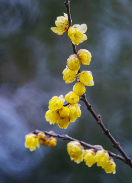 腊梅梅花