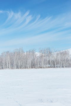雪原蓝天白桦林