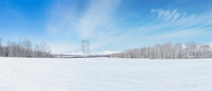 雪原蓝天白桦林全景