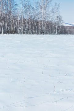 雪原白桦