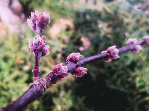 树发芽