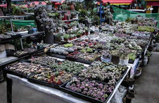 花店石莲花