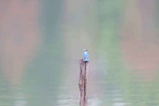 翠鸟