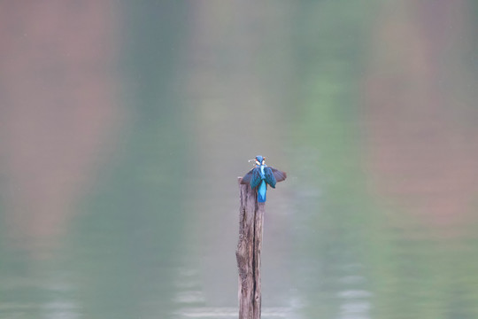 翠鸟