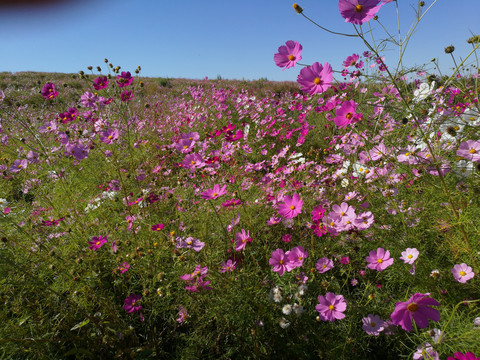 格桑花