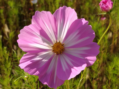 格桑花