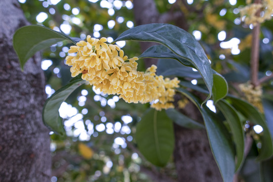 桂花