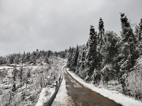 大雪覆盖的深山老林